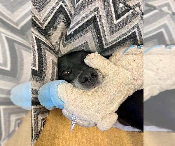 Medium Photo #1 Labrador Retriever-Unknown Mix Puppy For Sale in Peoria, IL, USA