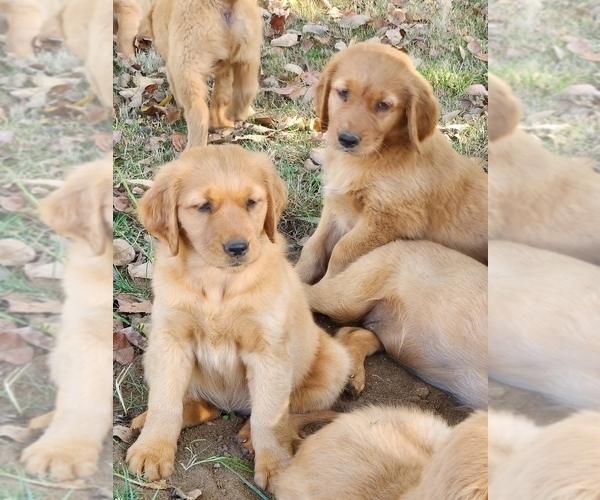 Medium Photo #11 Golden Retriever Puppy For Sale in FERNDALE, WA, USA
