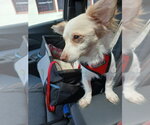 Small Photo #16 Chion Puppy For Sale in San Francisco, CA, USA