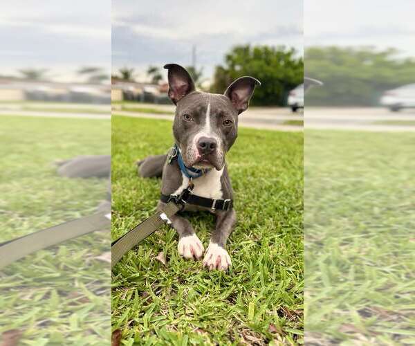 Medium Photo #1 Staffordshire Bull Terrier Puppy For Sale in Pompano Beach , FL, USA