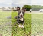Small Staffordshire Bull Terrier