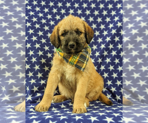 Saint Berdoodle Puppy for sale in PEACH BOTTOM, PA, USA