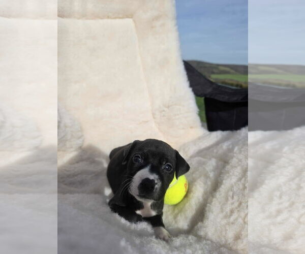 Medium Photo #3 Boxador Puppy For Sale in SHERBURNE, NY, USA