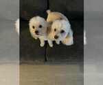Small #1 Maltese Mix