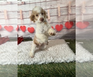 Poodle (Toy) Puppy for sale in LOUISA, VA, USA
