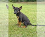 Small #1 Mutt