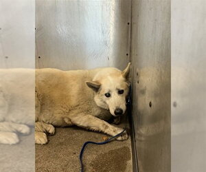 Siberian Husky Dogs for adoption in San Bernardino, CA, USA