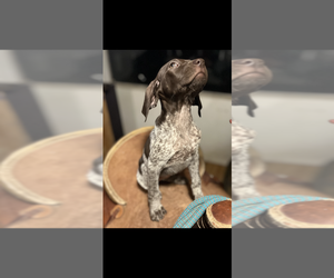 German Shorthaired Pointer Puppy for sale in RAYMOND, WA, USA