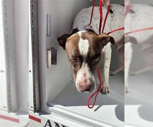 Pointer Dogs for adoption in Houston, TX, USA
