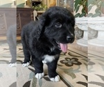 Small Photo #5 Bernedoodle Puppy For Sale in POTTSTOWN, PA, USA