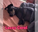 Small #5 Dachshund
