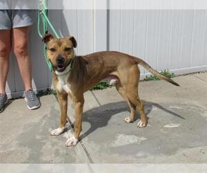 American Staffordshire Terrier-German Shepherd Dog Mix Dogs for adoption in Louisville, KY, USA