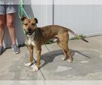 Small American Staffordshire Terrier-German Shepherd Dog Mix