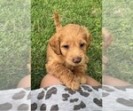 Small Photo #25 Double Doodle Puppy For Sale in LAGRANGE, GA, USA