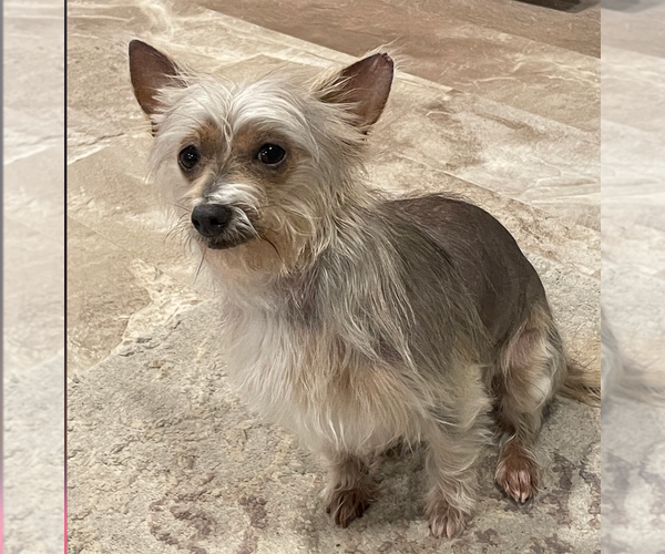 Medium Photo #3  Puppy For Sale in , 