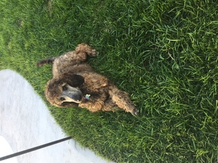 Poodle (Standard) Puppy for sale in POMONA, CA, USA