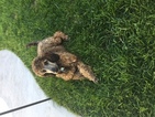 Small Photo #1 Poodle (Standard) Puppy For Sale in POMONA, CA, USA