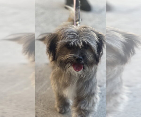 Medium Photo #2 Havashu Puppy For Sale in Dana Point, CA, USA