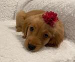 Small #2 Golden Retriever