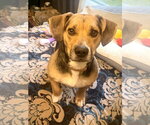 Wiggles - Female Beagle-Unknown Mix Dog for Adoption - Small photo