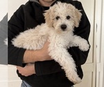 Small #5 Poochon