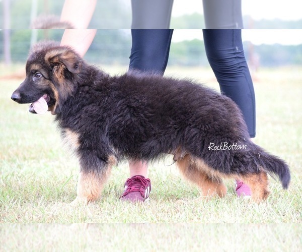 Medium Photo #6 German Shepherd Dog Puppy For Sale in MORRILTON, AR, USA