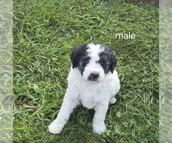 Medium Photo #8 Bernedoodle (Miniature) (+ Poodle Miniature) Puppy For Sale in DETROIT, MI, USA