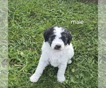 Small Photo #8 Bernedoodle (Miniature) (+ Poodle Miniature) Puppy For Sale in DETROIT, MI, USA