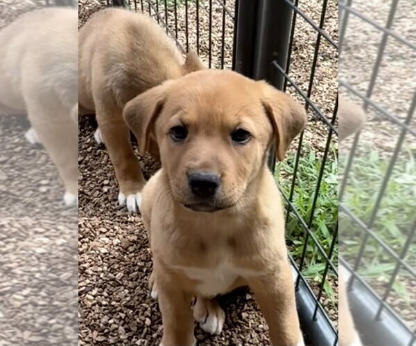 Medium Photo #3 Great Pyrenees-Mastiff Mix Puppy For Sale in Bolivar, MO, USA
