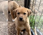Small #2 Great Pyrenees-Mastiff Mix