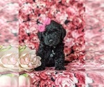 Small Photo #6 Sheepadoodle Puppy For Sale in GLEN ROCK, PA, USA