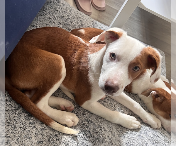 Medium Photo #7 Mutt Puppy For Sale in Brooklyn, NY, USA