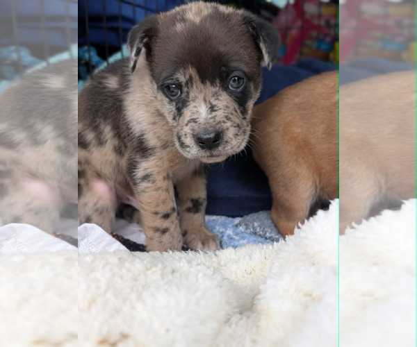 Medium Photo #2 Mutt Puppy For Sale in Holly Springs, NC, USA