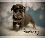 Small Photo #2 Bulldog Puppy For Sale in SPRING, TX, USA