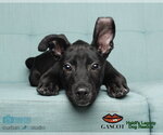 Small #2 American Staffordshire Terrier-German Shepherd Dog Mix