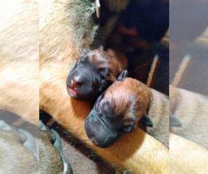 Belgian Malinois Puppy for Sale in GRETNA, Virginia USA