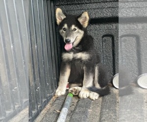 Huskies -Unknown Mix Dogs for adoption in SHERBURNE, NY, USA