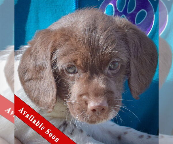 Medium Photo #1 Beagle-Unknown Mix Puppy For Sale in Huntley, IL, USA