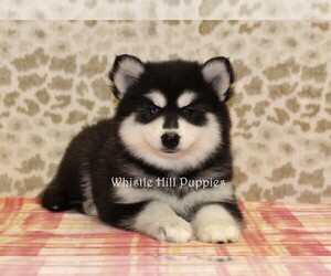 Pomsky Puppy for sale in DENVER, PA, USA