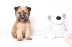 Small Photo #1 Soft Coated Wheaten Terrier Puppy For Sale in NAPLES, FL, USA