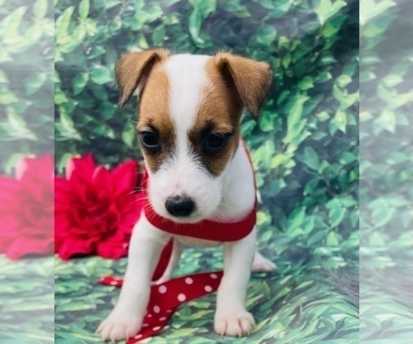 Medium Photo #9 Jack Russell Terrier Puppy For Sale in FOYIL, OK, USA