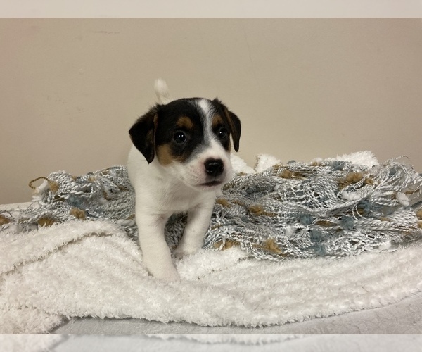 Medium Photo #6 Jack Russell Terrier Puppy For Sale in BENTON, IL, USA