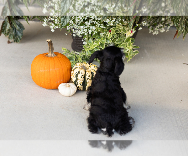 Medium Photo #21 Schnauzer (Miniature) Puppy For Sale in MILLERSBURG, IN, USA