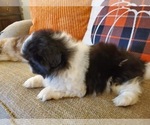 Small Photo #4 Pekingese Puppy For Sale in SMITHFIELD, NC, USA