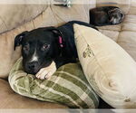 Small #10 American Pit Bull Terrier-Staffordshire Bull Terrier Mix