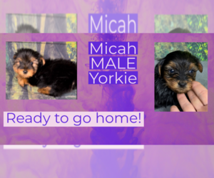 Yorkshire Terrier Puppy for sale in AZLE, TX, USA