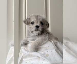 Pom-Shi Puppy for sale in OXNARD, CA, USA