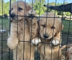 Small #3 Golden Retriever