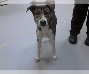 Labrador Retriever-Unknown Mix Dogs for adoption in Fayetteville, NC, USA