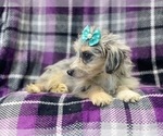 Small Photo #12 Aussiedoodle Miniature  Puppy For Sale in LAKELAND, FL, USA